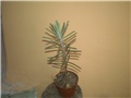Kalanchoe tubiflora